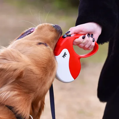 Ferplast Laisse rétractable avec bande extensible. 4 AMIGO TAPE