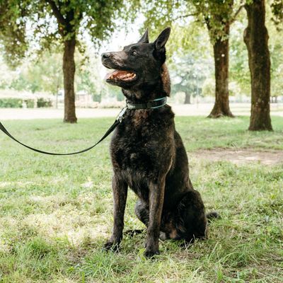 Ferplast Laisse pour chiens avec mousqueton automatique ERGOFLUO MATIC