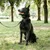 Ferplast Laisse pour chiens avec mousqueton automatique ERGOFLUO MATIC
