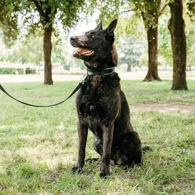 Ferplast Laisse pour chiens avec mousqueton automatique ERGOFLUO MATIC