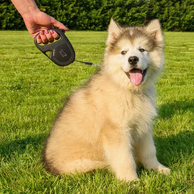 Ferplast Laisse extensible avec sangle extensible pour FLIPPY ONE TAPE