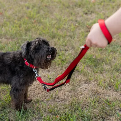 Ferplast Erweiterbare Leine für Hunde aus Nylon. DAYTONA GA