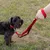Ferplast Laisse en nylon pour le dressage des chiens. DAYTONA GA