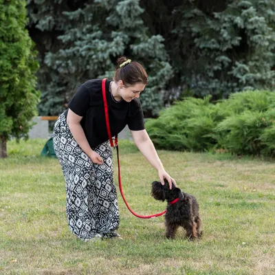 Ferplast Laisse en nylon pour le dressage des chiens. DAYTONA GA