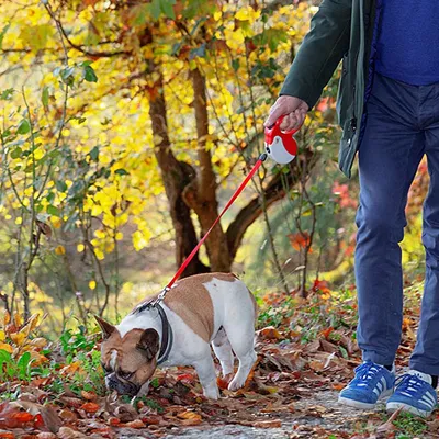 Ferplast Laisse rétractable avec cordon. 4 tailles et large AMIGO CORD