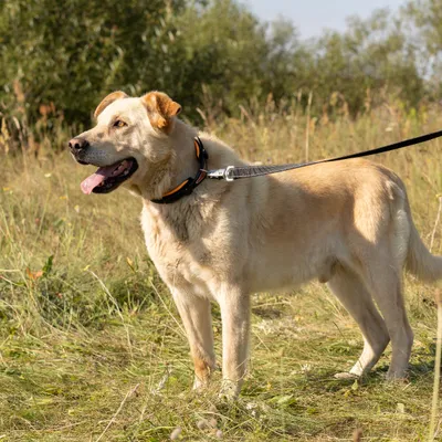 Ferplast Laisse pour chiens avec mousqueton automatique ERGOFLUO MATIC Ferplast Laisse pour chiens avec mousqueton automatique ERGOFLUO MATIC