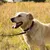 Ferplast Laisse pour chiens avec mousqueton automatique ERGOFLUO MATIC Ferplast Laisse pour chiens avec mousqueton automatique ERGOFLUO MATIC