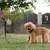 Ferplast Laisse pour chiens en nylon avec poignée ERGOFLUO G
