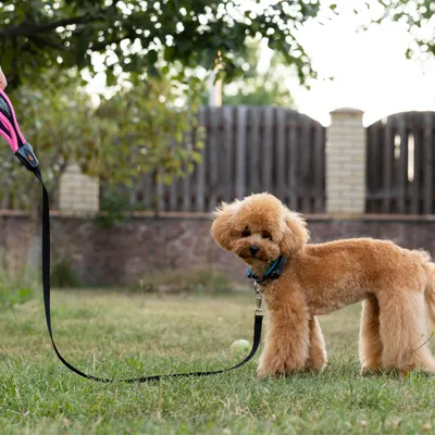 Ferplast Laisse pour chiens en nylon avec poignée ERGOFLUO G