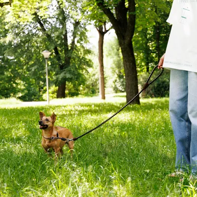 Ferplast Laisse pour chiens avec mousqueton automatique. TWIST MATIC G