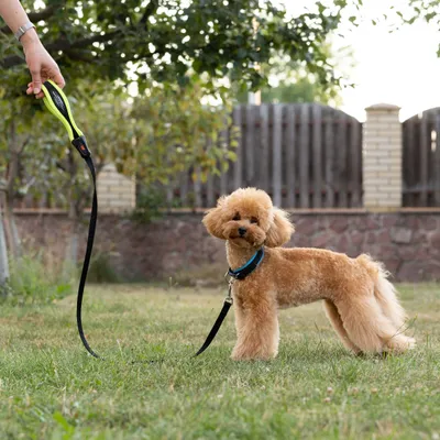 Ferplast Laisse pour chiens en nylon avec poignée ERGOFLUO G