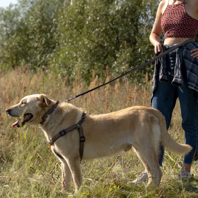 Ferplast Laisse en nylon pour le dressage des chiens. DAYTONA GA