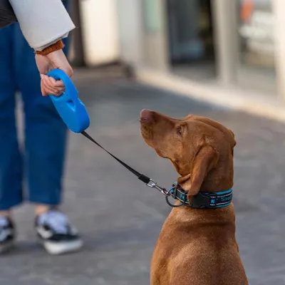 Ferplast Laisse extensible avec sangle extensible pour FLIPPY ONE TAPE