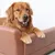 BINGOPAW Canapé en cuir pour chien Lit Surélevé