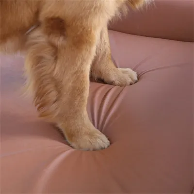 BINGOPAW Canapé en cuir pour chien Lit Surélevé
