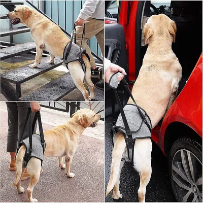 MCBOSON Hinterbeinstützgürtel für Hunde MCBOSON Hinterbeinstützgürtel für Hunde