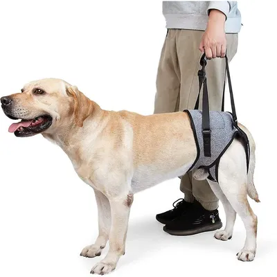 MCBOSON Hinterbeinstützgürtel für Hunde MCBOSON Hinterbeinstützgürtel für Hunde