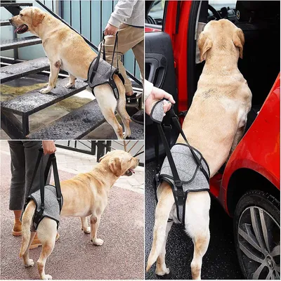 MCBOSON Ceinture de maintien des pattes arrière du chien