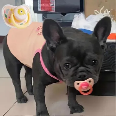 MCBOSON Sucette pour chien