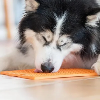 Lickimat Classic Playdate - Tapis de léchage souple pour chien