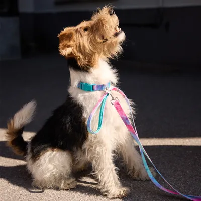 Barkalot Collier Multi Tie Dye pour Chien Barkalot Collier Multi Tie Dye pour Chien