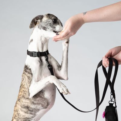 Barkalot Collier pour Chien Noir de Poix