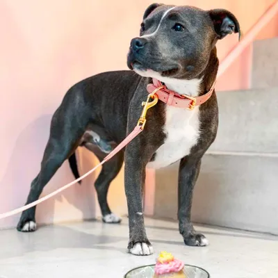 Barkalot Collier pour Chien Rose