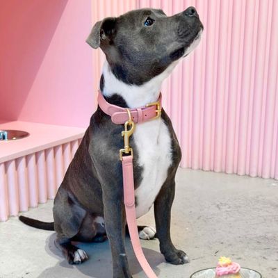 Barkalot Collier pour Chien Rose