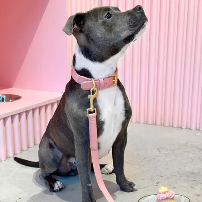 Barkalot Collier pour Chien Rose