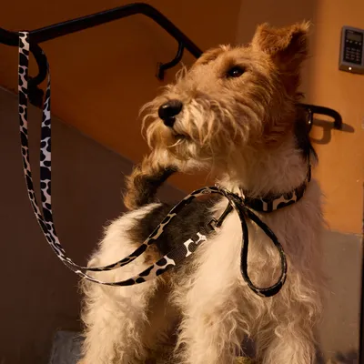 Barkalot Collier pour Chien Vache