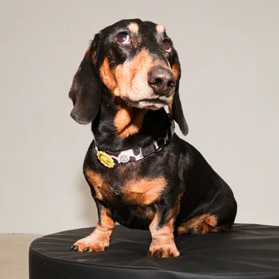 Barkalot Collier pour Chien Vache