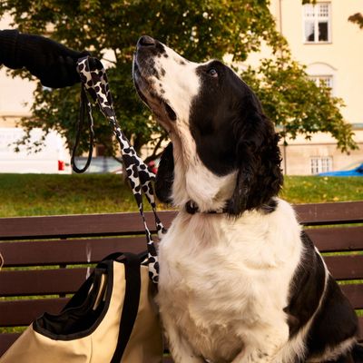 Barkalot Collier pour Chien Vache