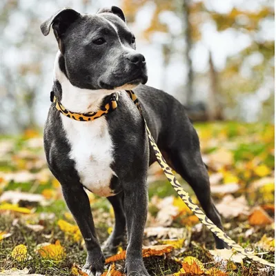 Barkalot Collier pour Chien Leo Barkalot Collier pour Chien Leo