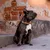 Barkalot Collier pour Chien Leo Barkalot Collier pour Chien Leo