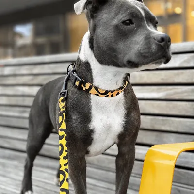 Barkalot Collier pour Chien Leo Barkalot Collier pour Chien Leo
