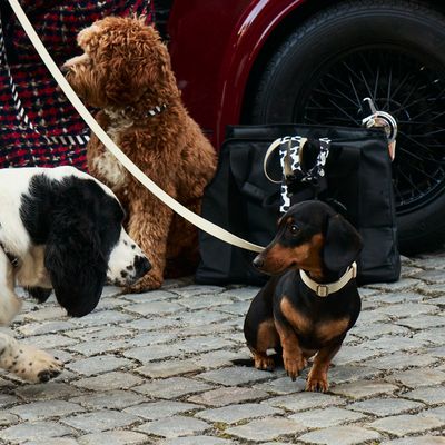 Barkalot Collier pour Chien Sable