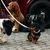 Barkalot Collier pour Chien Sable