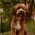 Barkalot Collier pour Chien Zèbre