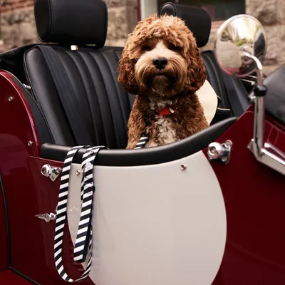 Barkalot Collier pour Chien Zèbre