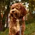 Barkalot Collier pour Chien Zèbre