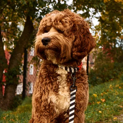 Barkalot Collier pour Chien Zèbre Barkalot Collier pour Chien Zèbre