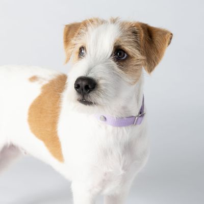 Barkalot Collier pour Chien Lilas