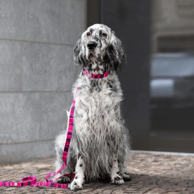 Barkalot Collier pour Chien Camouflage Rose
