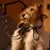 Barkalot Collier pour Chien Vache Barkalot Collier pour Chien Vache