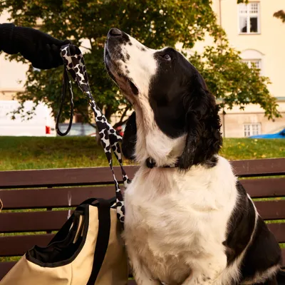 Barkalot Collier pour Chien Vache Barkalot Collier pour Chien Vache