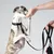 Barkalot Collier pour Chien Noir de Poix Barkalot Collier pour Chien Noir de Poix