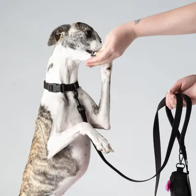 Barkalot Collier pour Chien Noir de Poix Barkalot Collier pour Chien Noir de Poix