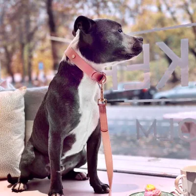 Barkalot Collier pour Chien Rose