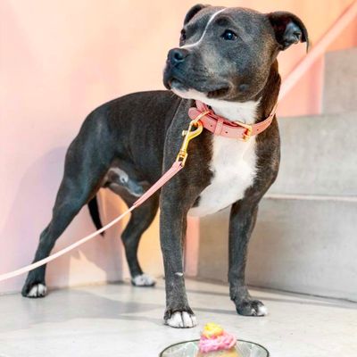 Barkalot Collier pour Chien Rose