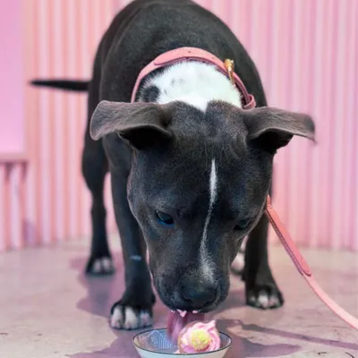 Barkalot Collier pour Chien Rose